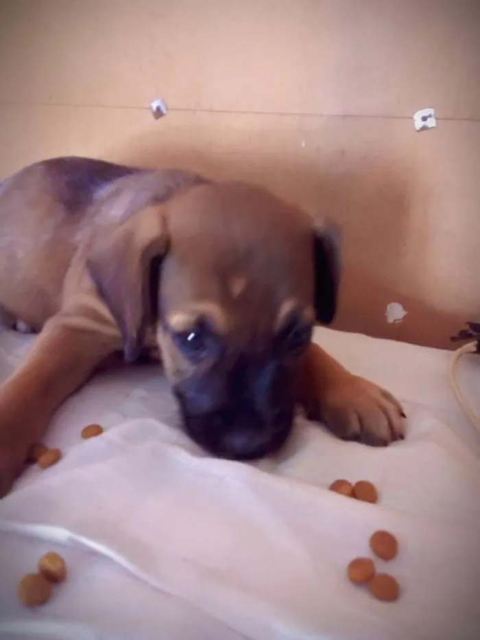Cachorro ra a SRD idade Abaixo de 2 meses nome Brenda