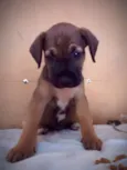 Brenda