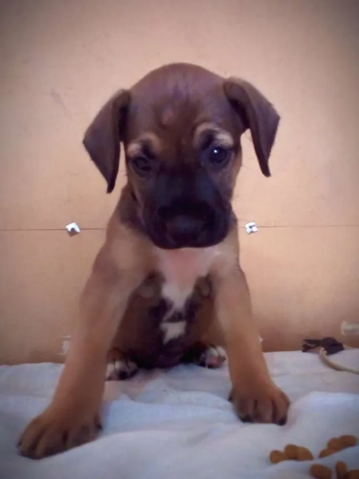 Cachorro ra a SRD idade Abaixo de 2 meses nome Brenda