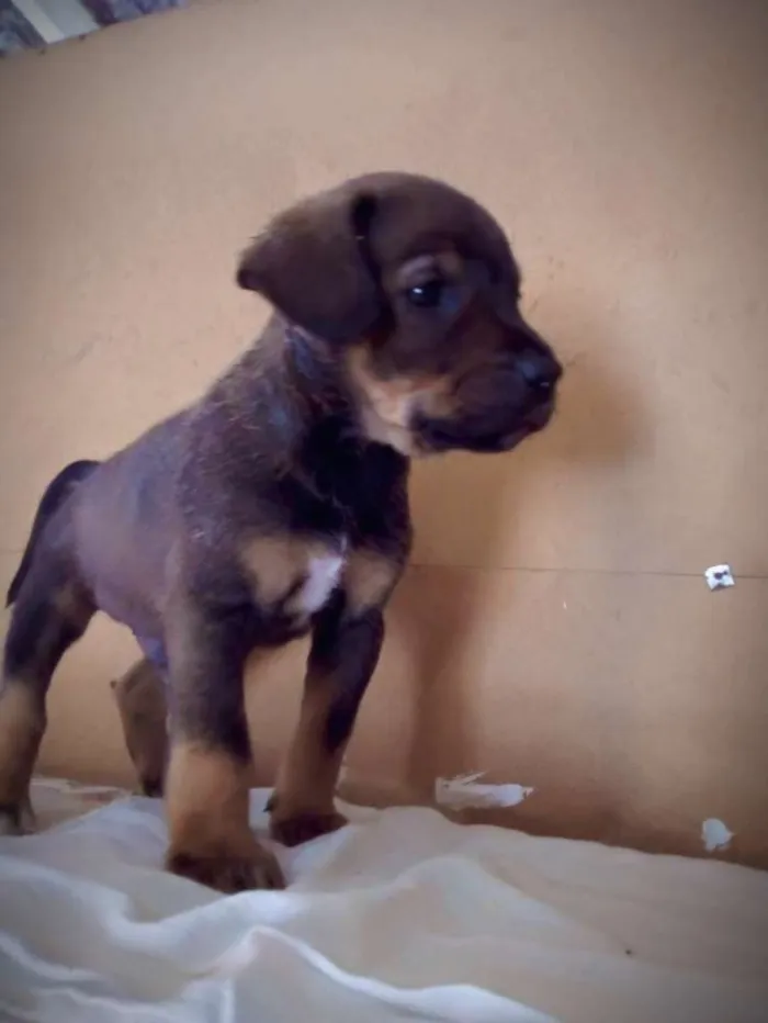 Cachorro ra a SRD idade Abaixo de 2 meses nome Spike