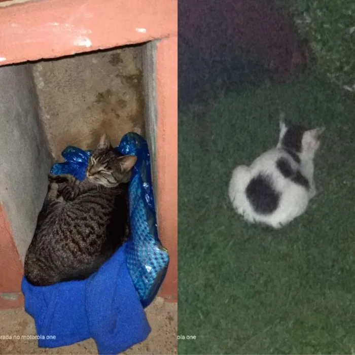 Gato ra a Vira lata idade 7 a 11 meses nome Bigoduda e floquinho