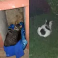 Bigoduda e floquinho