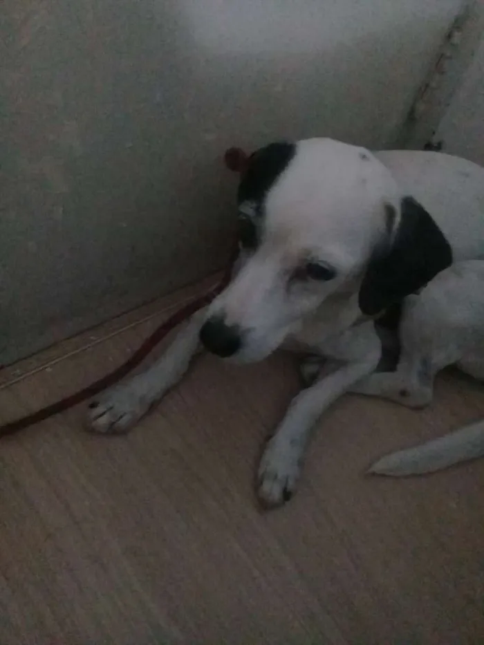 Cachorro ra a  idade 2 a 6 meses nome Isnorl 