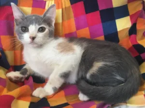 Gato raça SRD idade 7 a 11 meses nome BISCUIT
