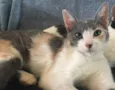 BISCUIT