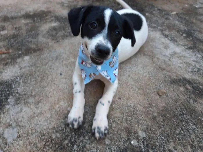 Cachorro ra a SRD idade  nome Pit