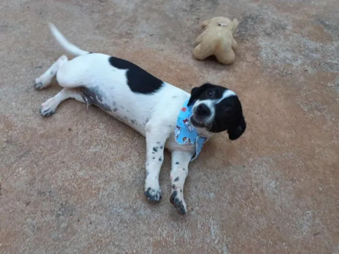Cachorro ra a SRD idade  nome Pit