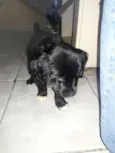 teddy