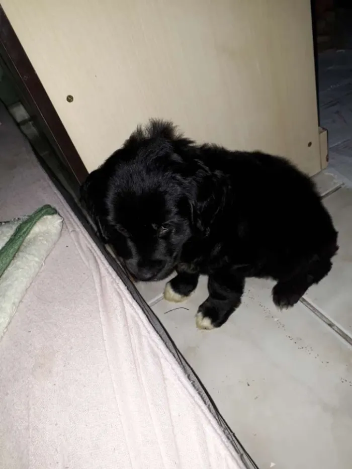 Cachorro ra a Não sei  idade 2 a 6 meses nome teddy