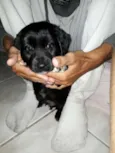 teddy