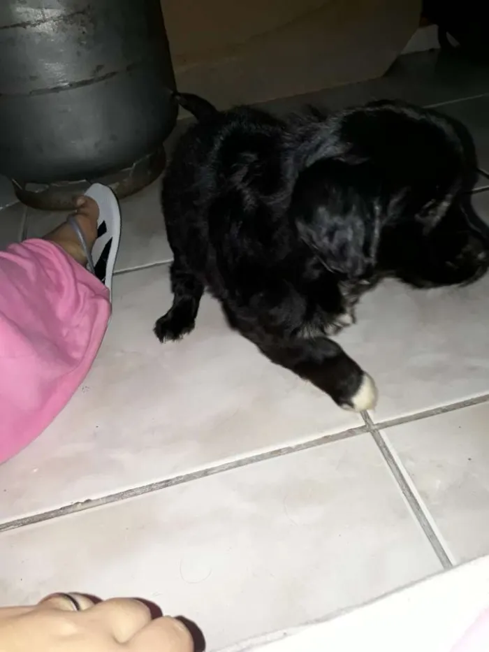 Cachorro ra a Não sei  idade 2 a 6 meses nome teddy