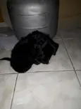 teddy