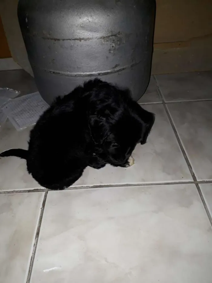 Cachorro ra a Não sei  idade 2 a 6 meses nome teddy