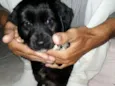 teddy