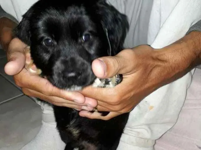 Cachorro ra a Não sei  idade 2 a 6 meses nome teddy