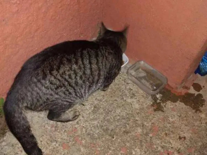 Gato ra a Vira lata idade 7 a 11 meses nome Bigoduda e floquinho