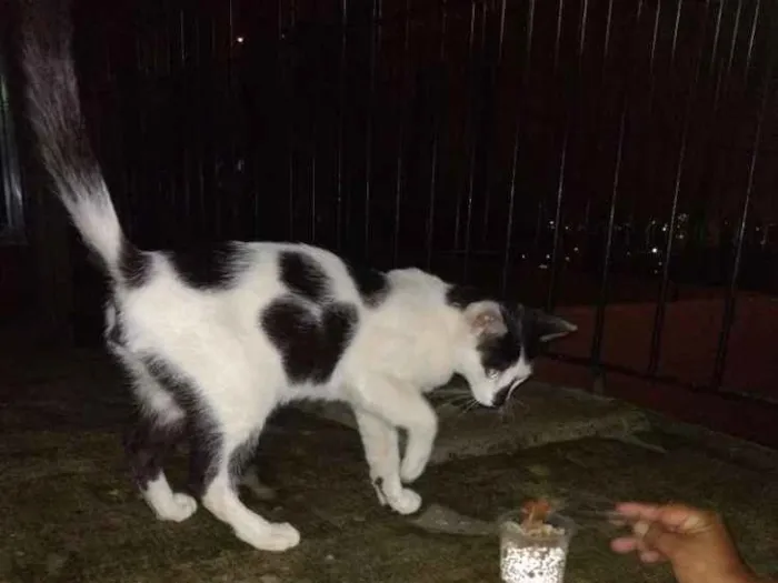 Gato ra a Vira lata idade 7 a 11 meses nome Bigoduda e floquinho