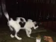Bigoduda e floquinho