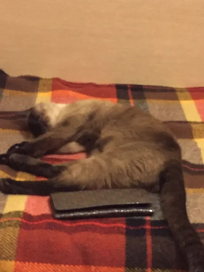 Gato ra a Siamês idade 2 a 6 meses nome Charlotte 