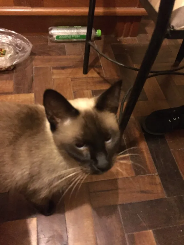 Gato ra a Siamês idade 2 a 6 meses nome Charlotte 