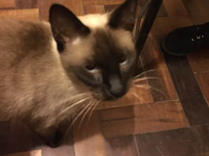 Gato ra a Siamês idade 2 a 6 meses nome Charlotte 