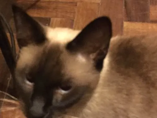 Gato ra a Siamês idade 2 a 6 meses nome Charlotte 