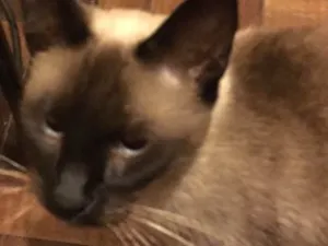 Gato raça Siamês idade 2 a 6 meses nome Charlotte 