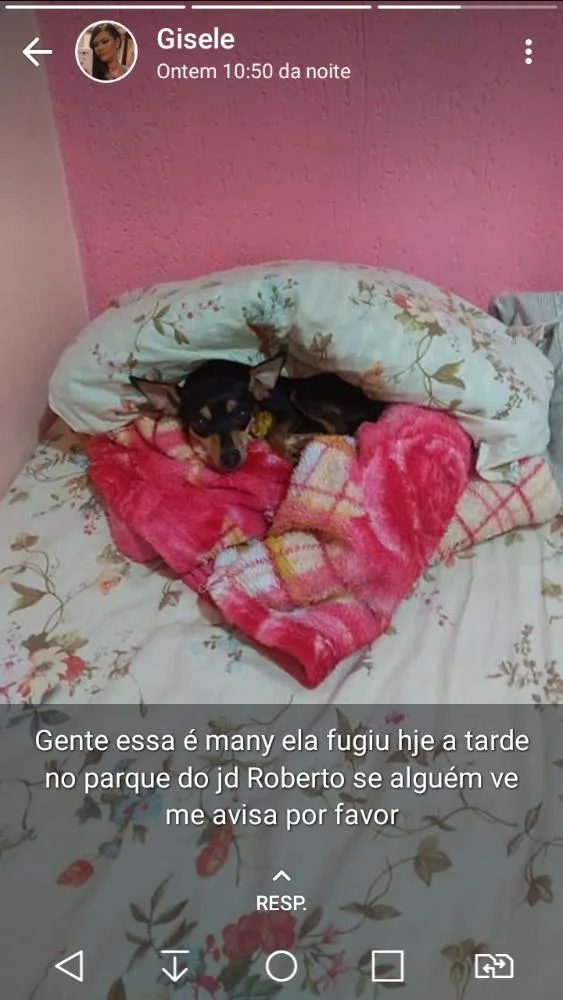 Cachorro ra a Pinscher idade 4 anos nome Mine