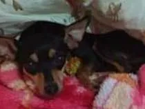 Cachorro ra a Pinscher idade 4 anos nome Mine