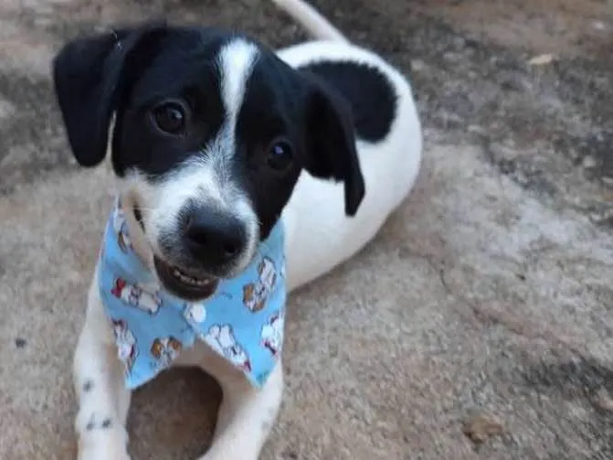 Cachorro ra a SRD idade  nome Pit