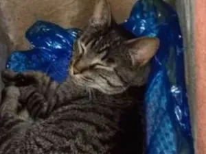 Gato raça Vira lata idade 7 a 11 meses nome Bigoduda e floquinho