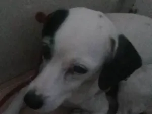 Cachorro raça  idade 2 a 6 meses nome Isnorl 