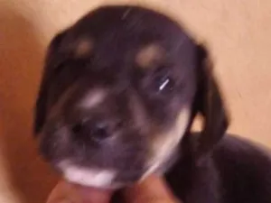 Cachorro raça SRD idade Abaixo de 2 meses nome Thor