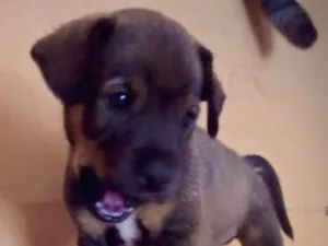 Cachorro raça SRD idade Abaixo de 2 meses nome Spike