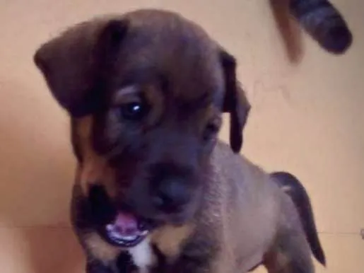 Cachorro ra a SRD idade Abaixo de 2 meses nome Spike