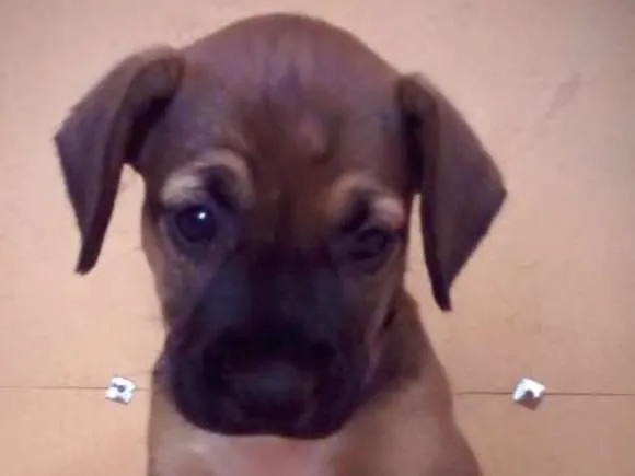 Cachorro ra a SRD idade Abaixo de 2 meses nome Brenda