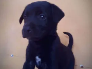 Cachorro raça SRD idade Abaixo de 2 meses nome Madalena