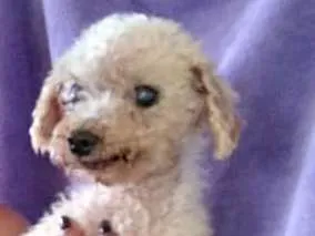 Cachorro ra a Poodle idade 6 ou mais anos nome Nino