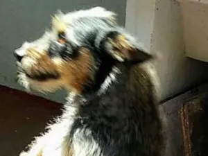 Cachorro raça Srd idade 2 anos nome Lili