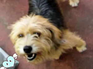 Cachorro raça Srd idade 2 anos nome Pitoco