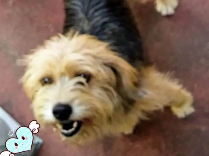 Cachorro ra a Srd idade 2 anos nome Pitoco