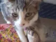 Belinha