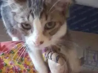 Gato raça Srd idade 2 a 6 meses nome Belinha