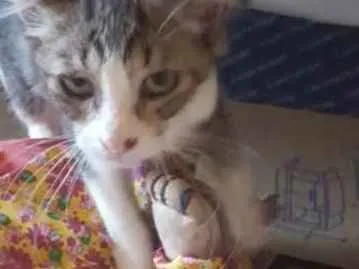 Gato raça Srd idade 2 a 6 meses nome Belinha