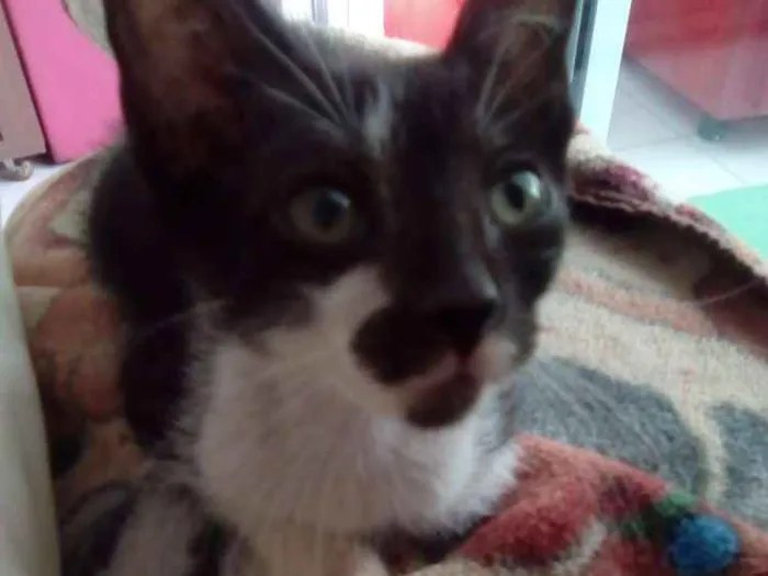 Gato raça Srd idade 2 a 6 meses nome Mia