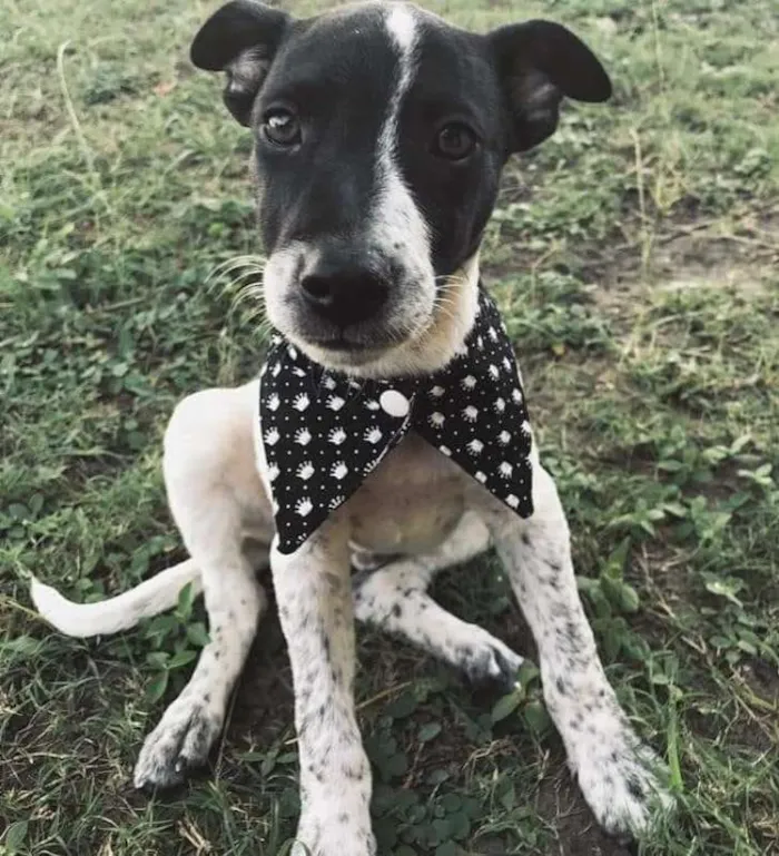 Cachorro raça SRD idade 2 a 6 meses nome Filhote Adriana 