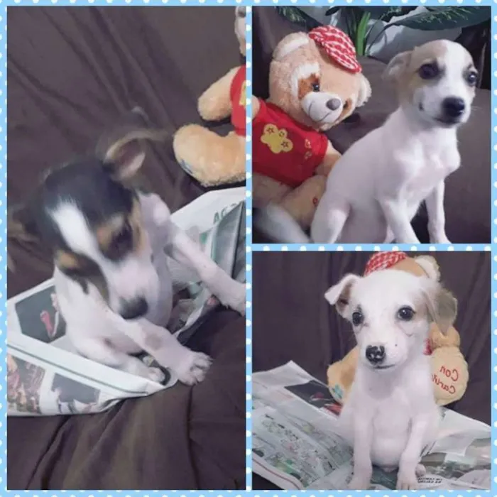 Cachorro raça SRD idade 2 a 6 meses nome 3 filhotes Macho