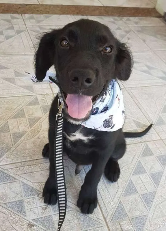 Cachorro raça SRD idade 2 a 6 meses nome Eddie da Aline