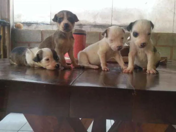 Cachorro raça Srn idade Abaixo de 2 meses nome Filhotes