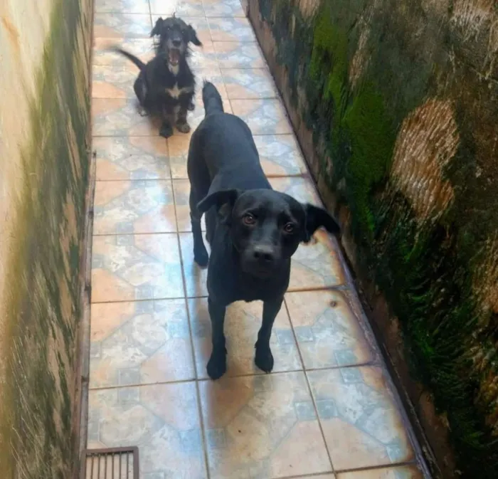 Cachorro ra a Srd idade 4 anos nome Major e Osama